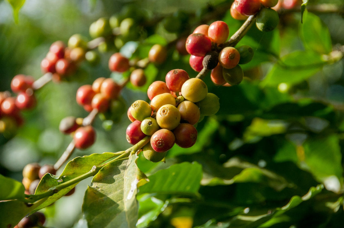 Coffee Berry, Coffee Plant